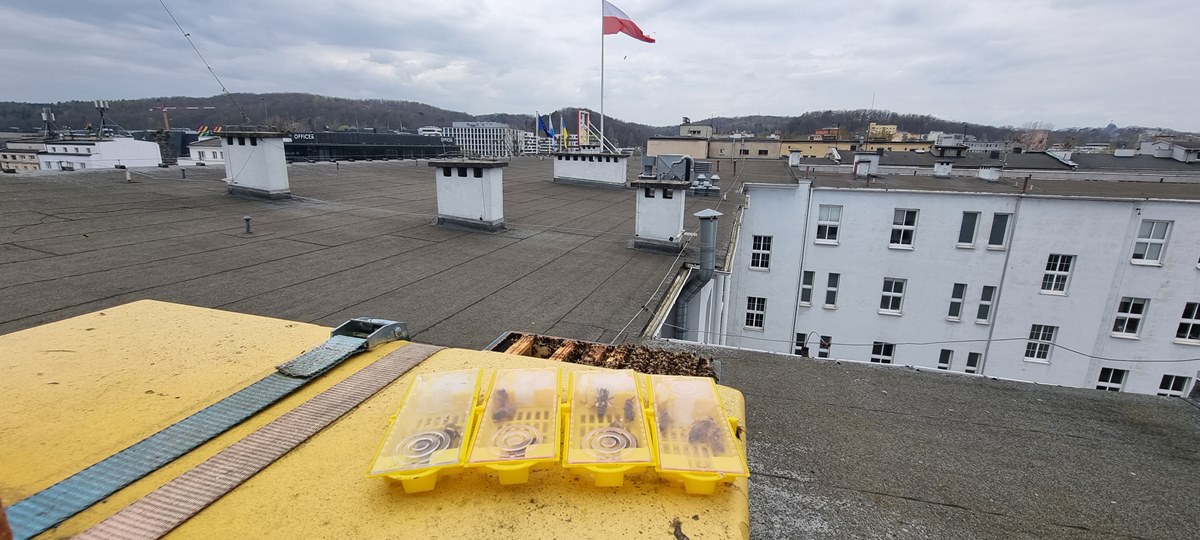 nowe kr&oacute;lowe pszcz&oacute;ł. fot. Wojciech Albecki