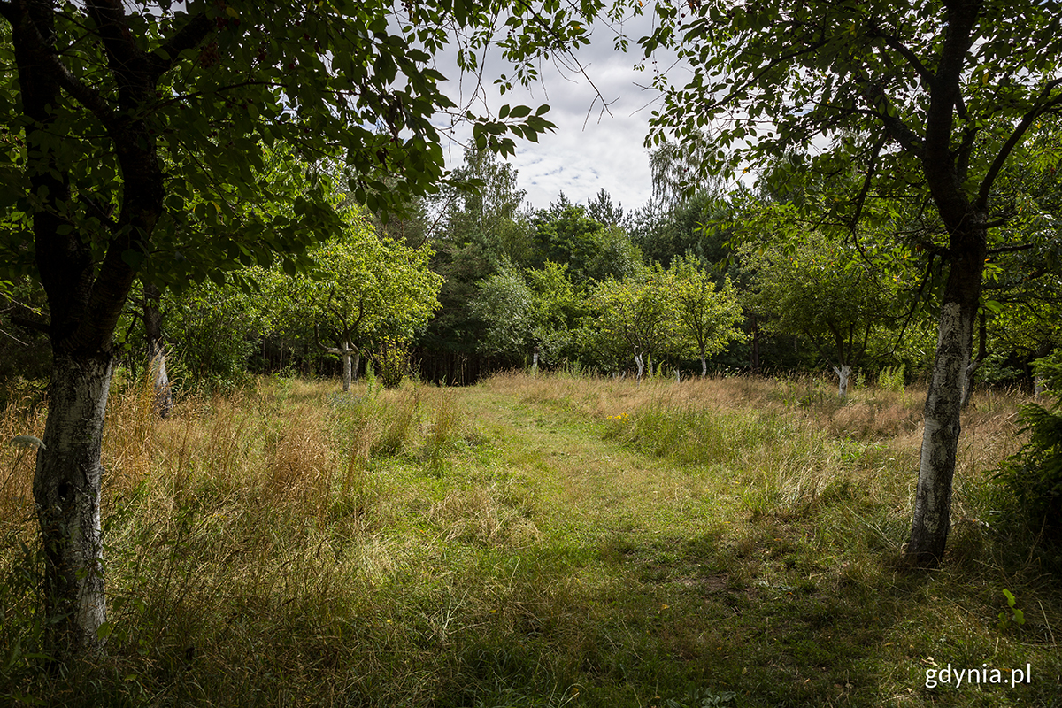 Nieużytki i tereny po dawnych działkach, o kt&oacute;re powiększy się w tym roku park przy ul. Spokojnej. Fot. Przemysław Kozłowski