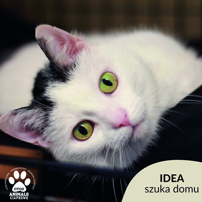 na zdjęciu biała koteczka