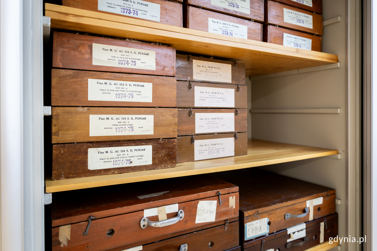 Skrzynie z pr&oacute;bkami bawełny.