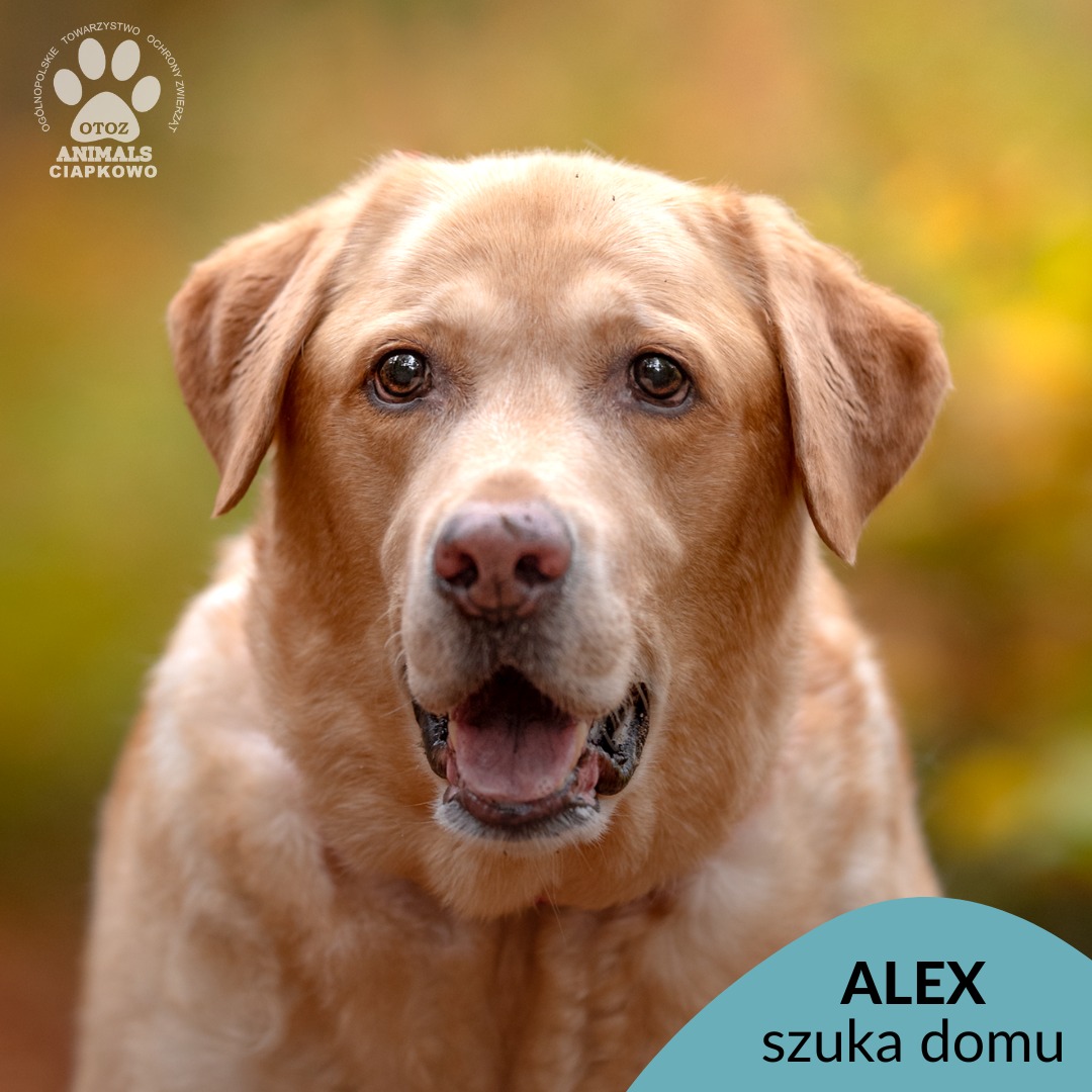 Na zdjęciu brązowy pies Alex