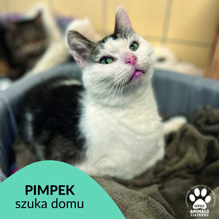 na zdjęciu biały kotek w łatki