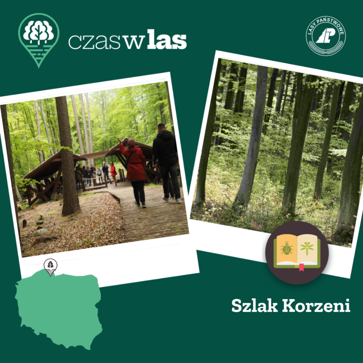 Położony w Marszewie szlak korzeni to jedna z opcji spędzania wolnego czasu, jaką znajdziemy na portalu Czaswlas.pl, fot. nadlesnictwo.gdansk.lasy.gov.pl