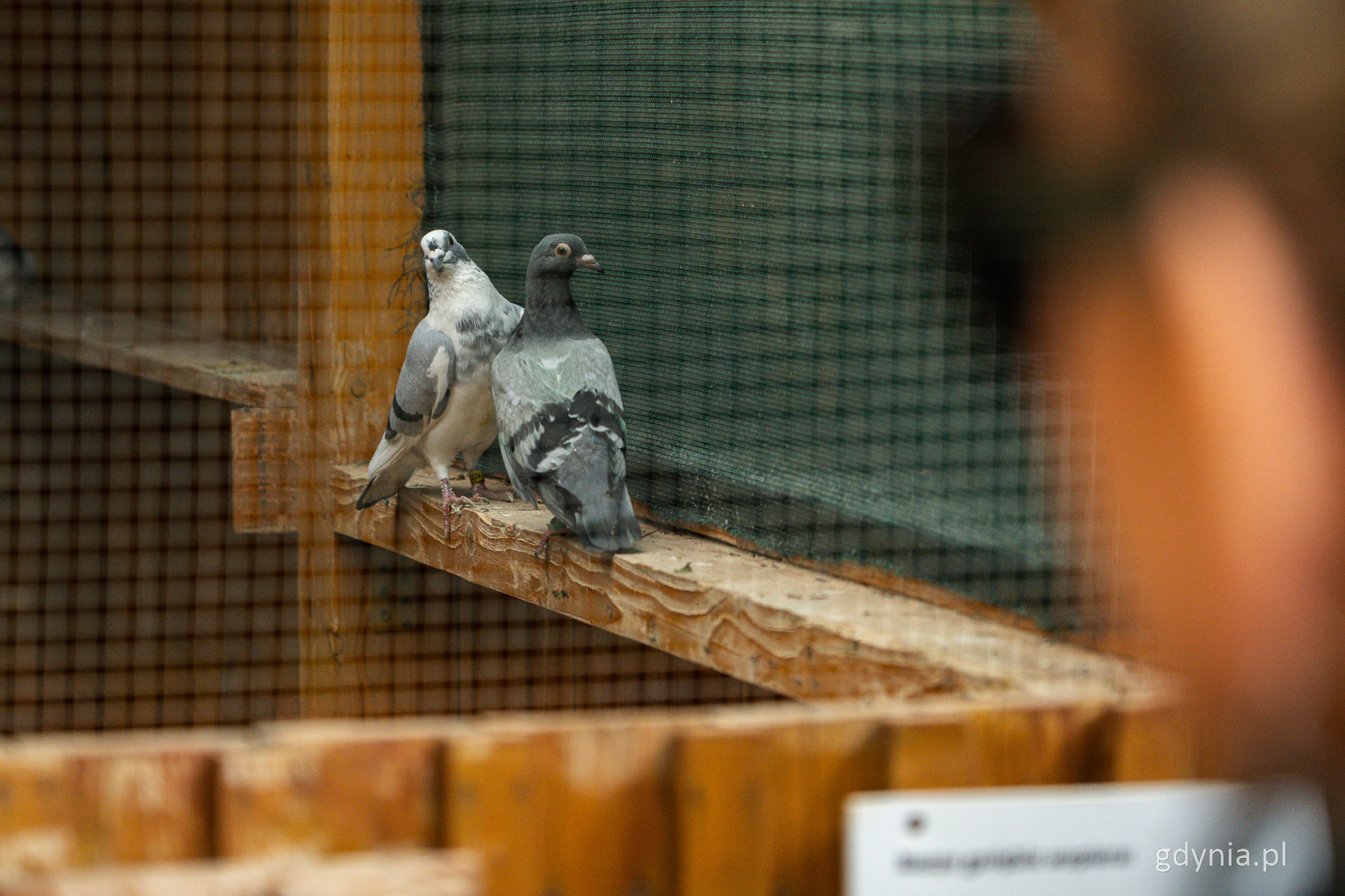 Woliera dla ptak&oacute;w z drewna, za kratką widac dwa szare gołębie