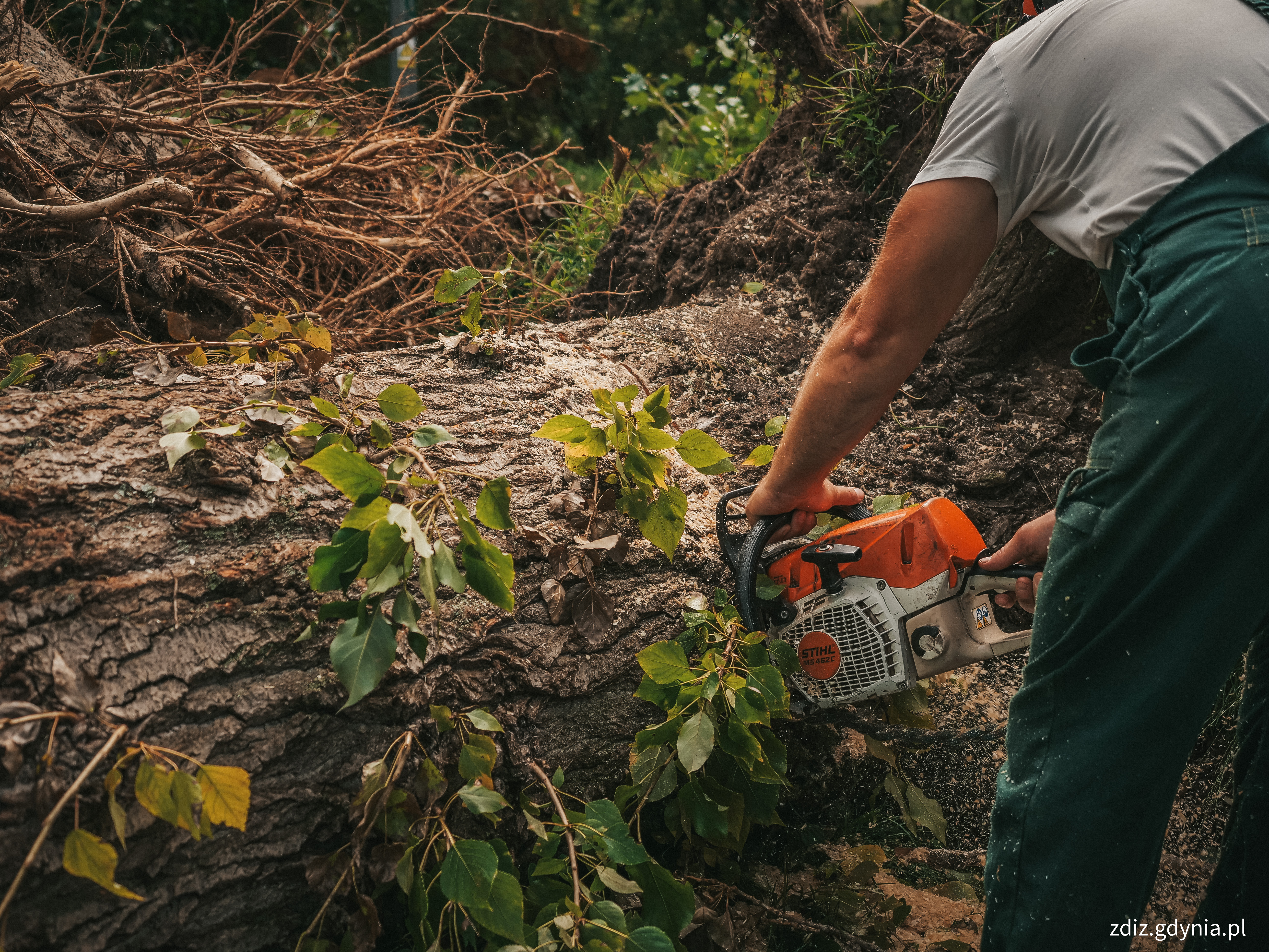 na pierwszym planie drzewo, kt&oacute;re jest piłowane