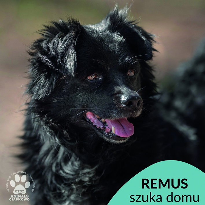 na zdjęciu czarny piesek