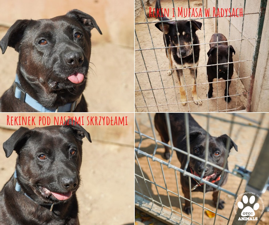 Kolaż zdjęć: zaniedbany pies Rekin w schronisku Radysy i zaopiekowany pies Rekin w Ciapkowie