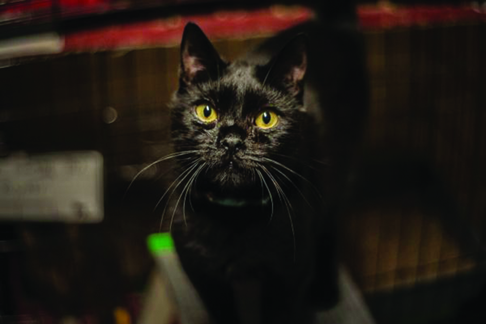 Apollo - kot do adopcji // mat. OTOZ Animals &bdquo;Ciapkowo&rdquo;