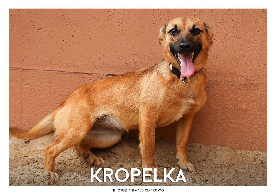 Kropelka szuka domu, fot. OTOZ Animals Ciapkowo