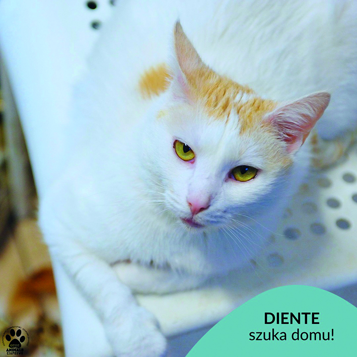 Na zdjęciu biały kotek