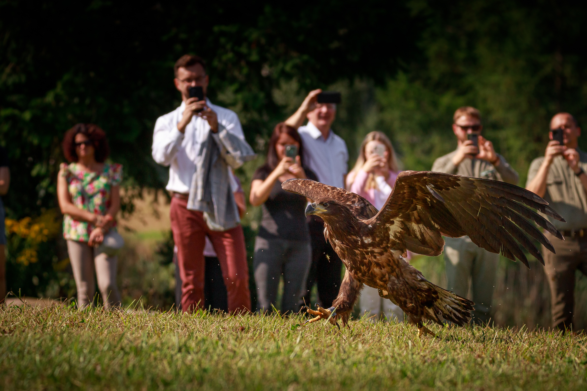 Bielik z gdyńskiej plaży wr&oacute;cił na wolność po leczeniu w Pomorskim Ośrodku Rehabilitacji Dzikich Zwierząt &bdquo;Ostoja&rdquo; (fot. Wojciech Teszka)