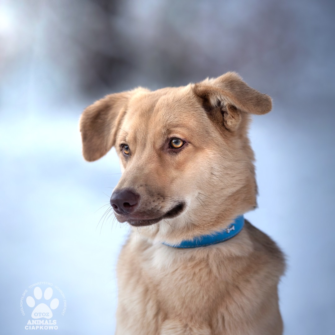 pies Yoda. Fot. Ciapkowo