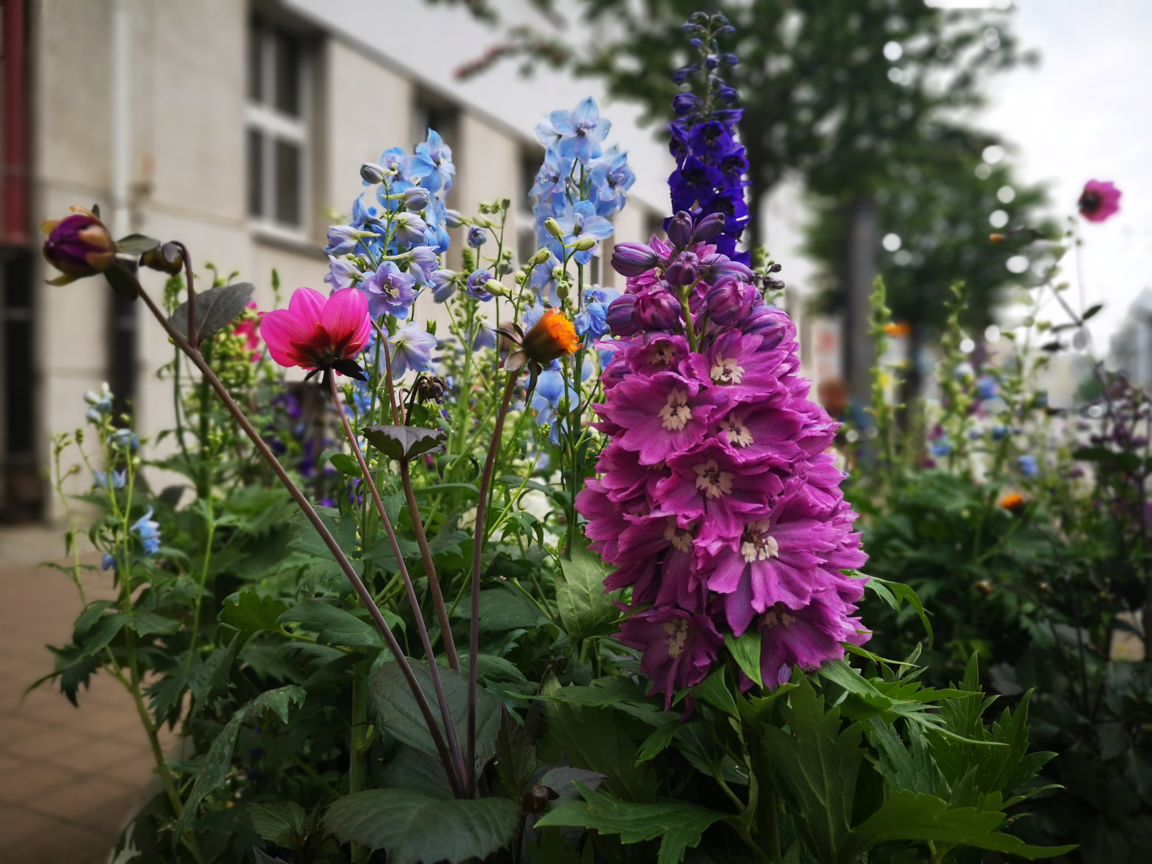 Kwiaty w miejskiej ł&oacute;deczce przy ul. Świętojańskiej // fot. Karolina Szypelt
