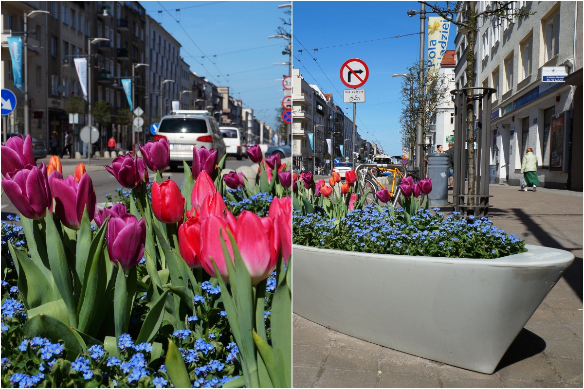 Wiosenne nasadzenia kwiat&oacute;w w Gdyni / Donice w kształcie ł&oacute;dek, fot. Karol Stańczak