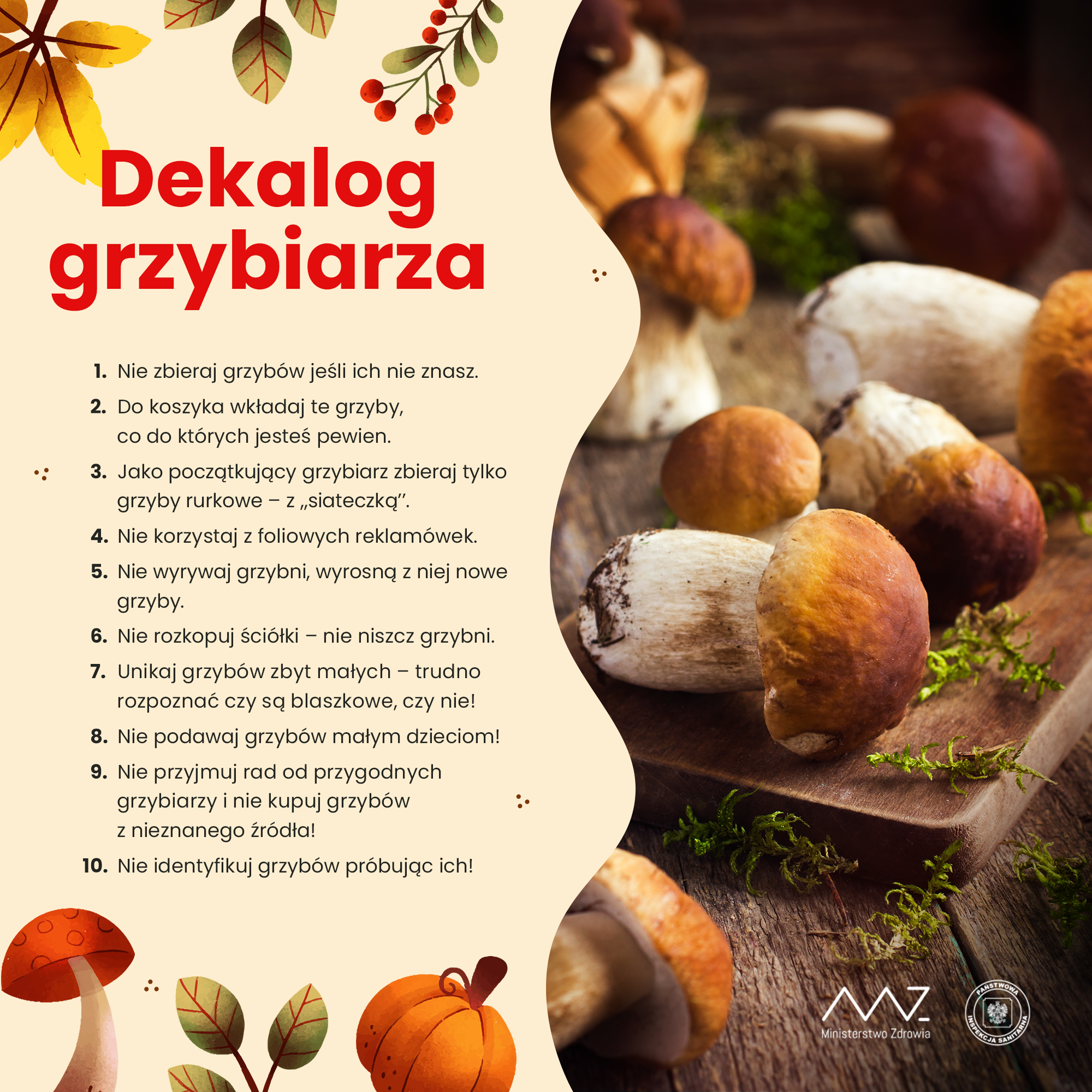 Infografika Gł&oacute;wnego Inspektoratu Sanitarnego dla grzybiarzy