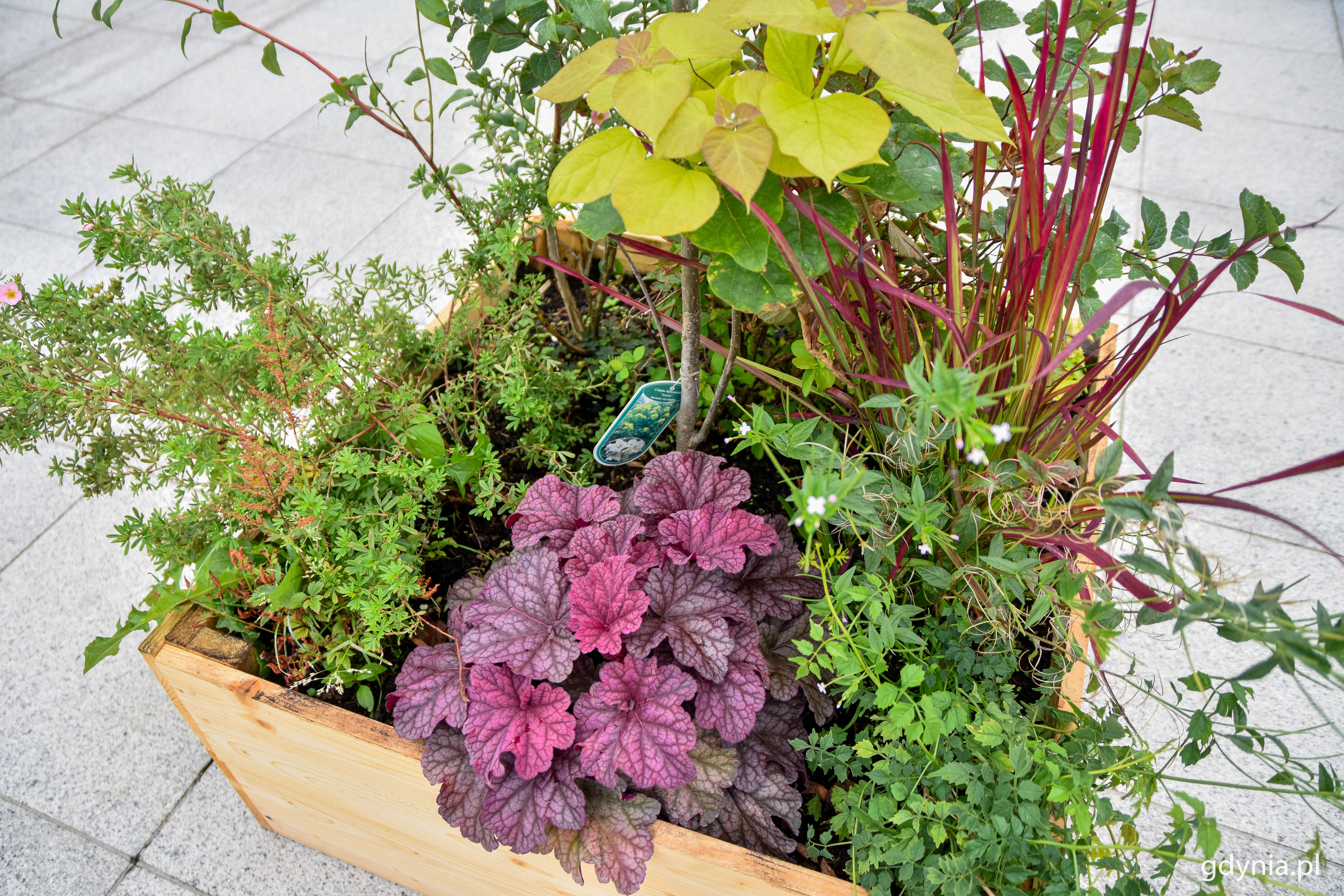 Nasadzenia w &bdquo;ogr&oacute;dku muzealnym&rdquo; przy Muzeum Miasta Gdyni, fot. Kamil Złoch