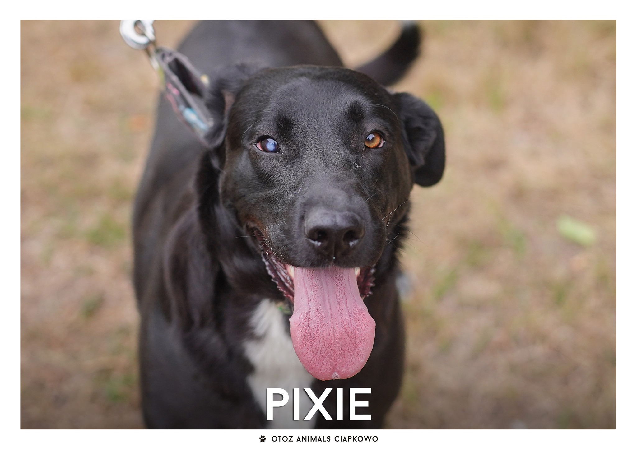 Pies do adopcji // fot. OTOZ Animals Ciapkowo