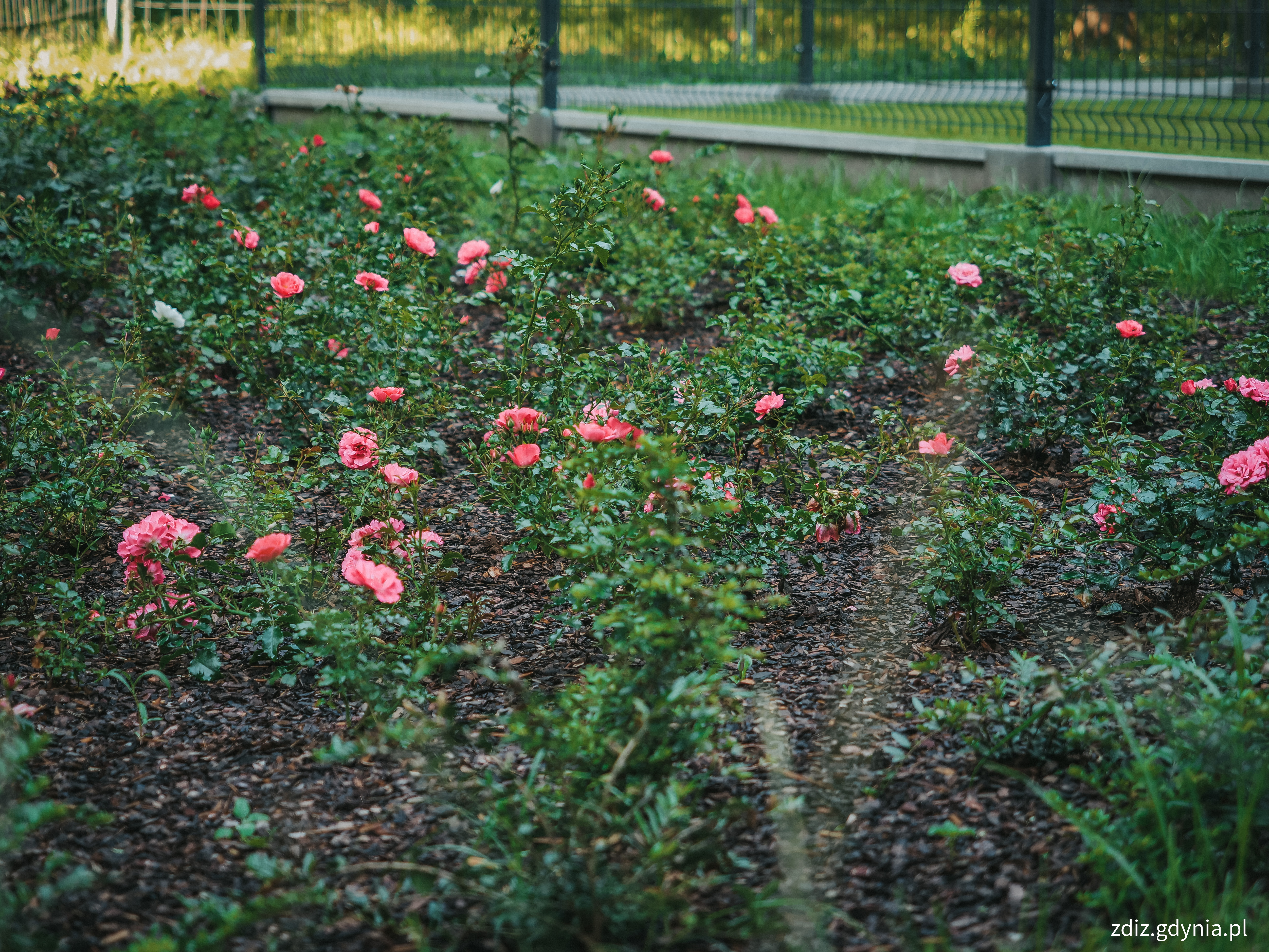 Cisowa: ogr&oacute;d r&oacute;żany, fot. M.Mielewski, ZDIZ Gdynia