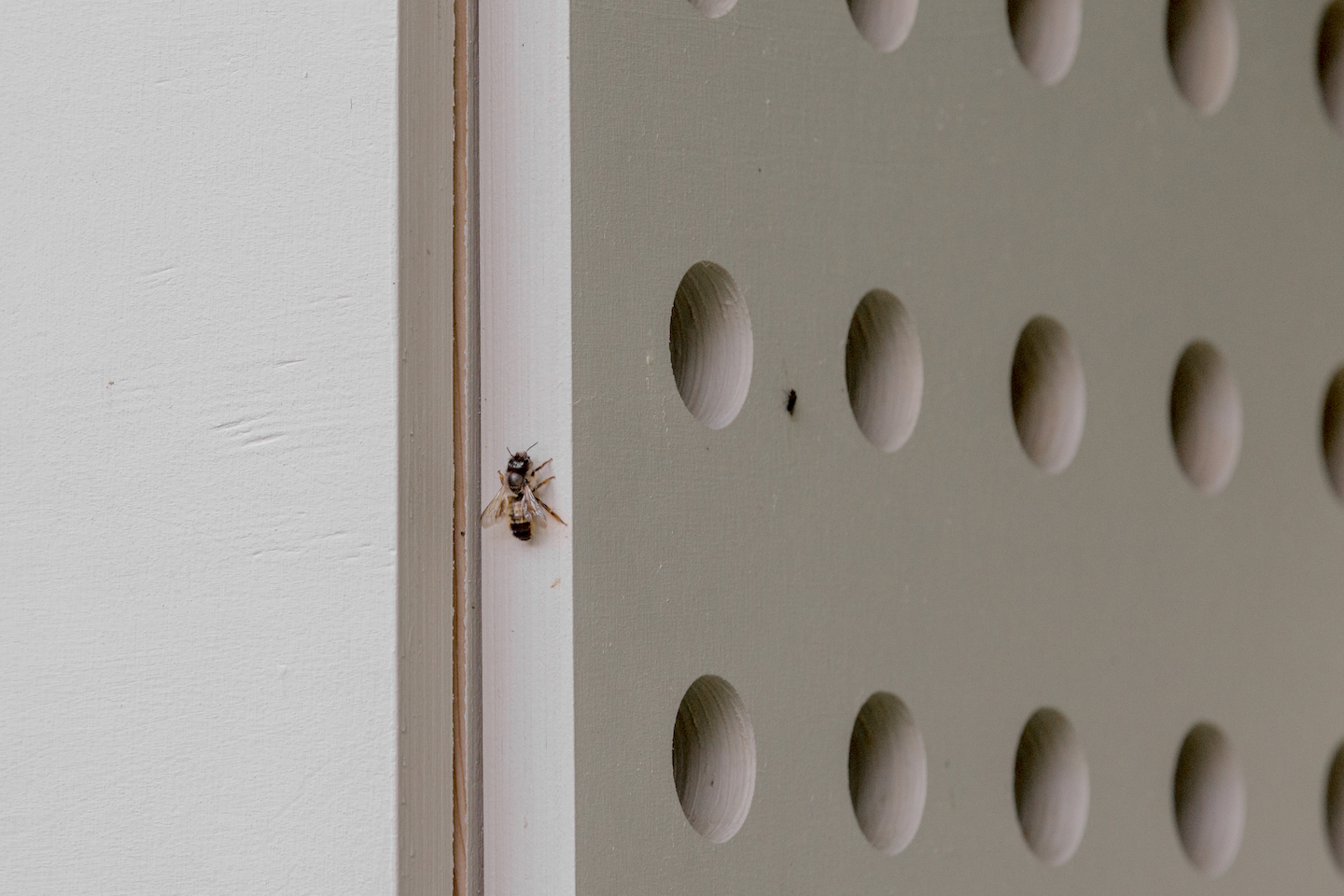 Jeden z gości nowych hoteli dla owad&oacute;w w Gdyni, fot. mat. prasowe Traffic Design