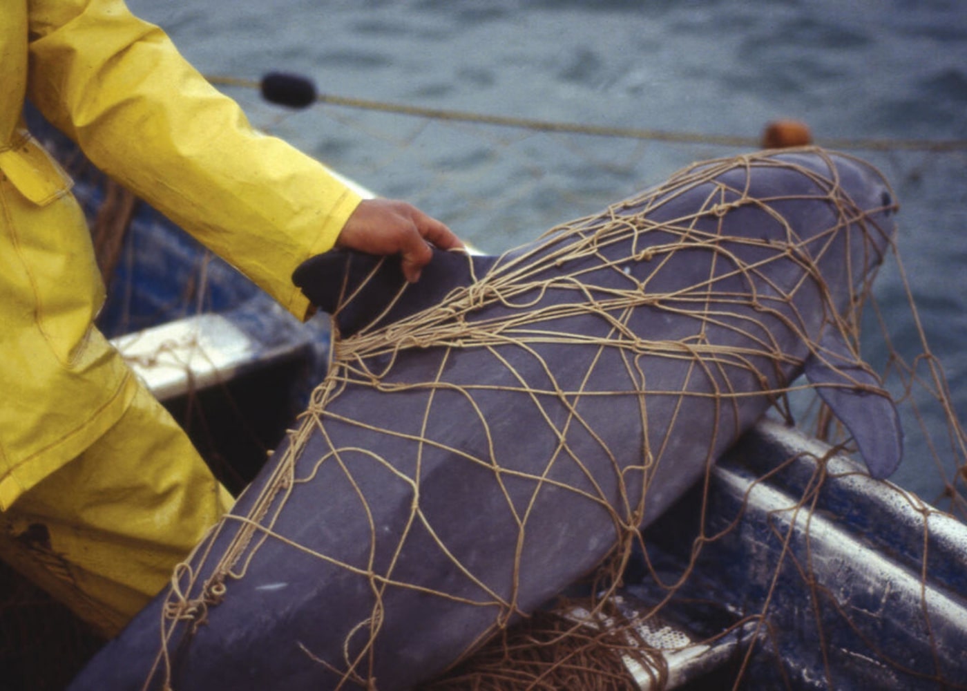 Morświn zaplątany w sieci. Fot. www.wwf.pl