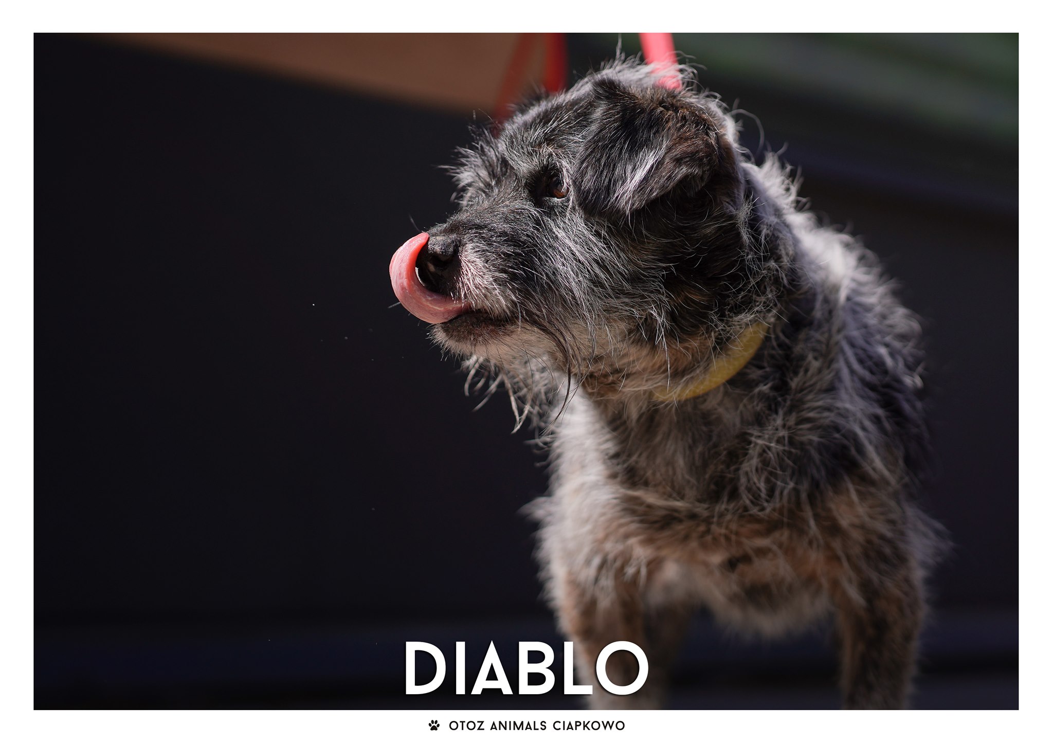 Pies do adopcji // fot. OTOZ Animals Ciapkowo