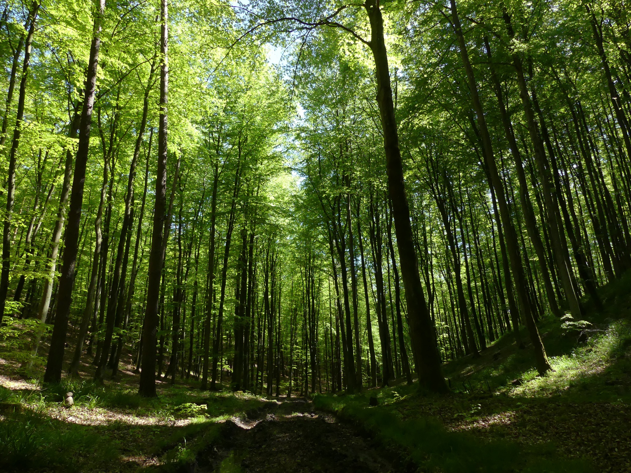 Rezerwat Cisowa ma sw&oacute;j własny, unikalny charakter, fot. Krzysztof Karol / z naszej facebookowej grupy &bdquo;Gdynia w obiektywie&rdquo;