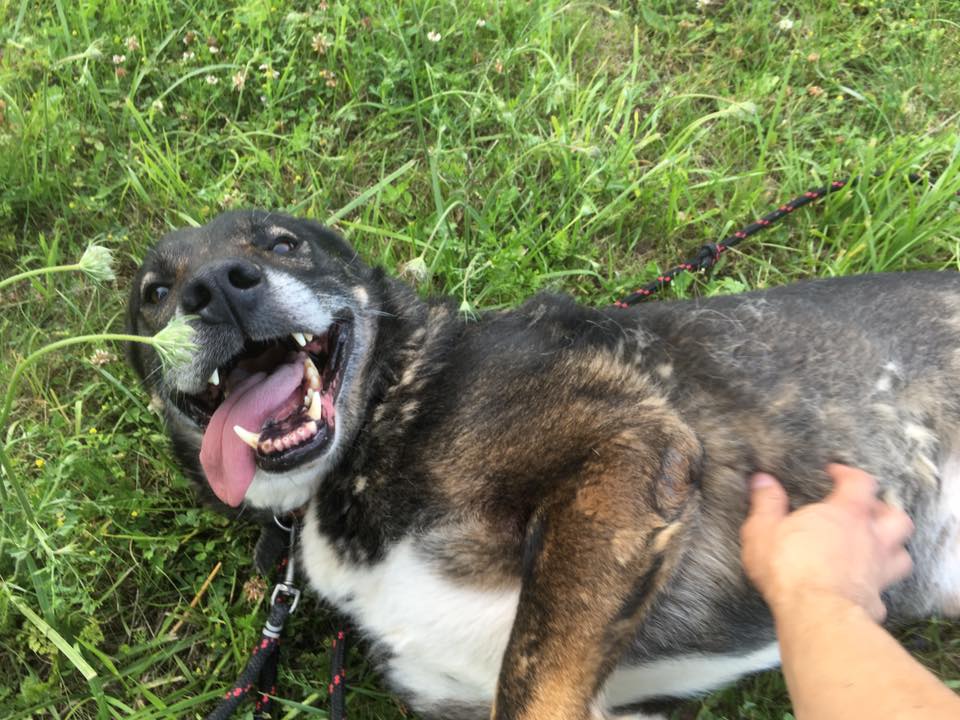 Uran uśmiecha się tylko w&oacute;wczas, kiedy obok jest człowiek. Fot. OTOZ Animals Schronisko Ciapkowo