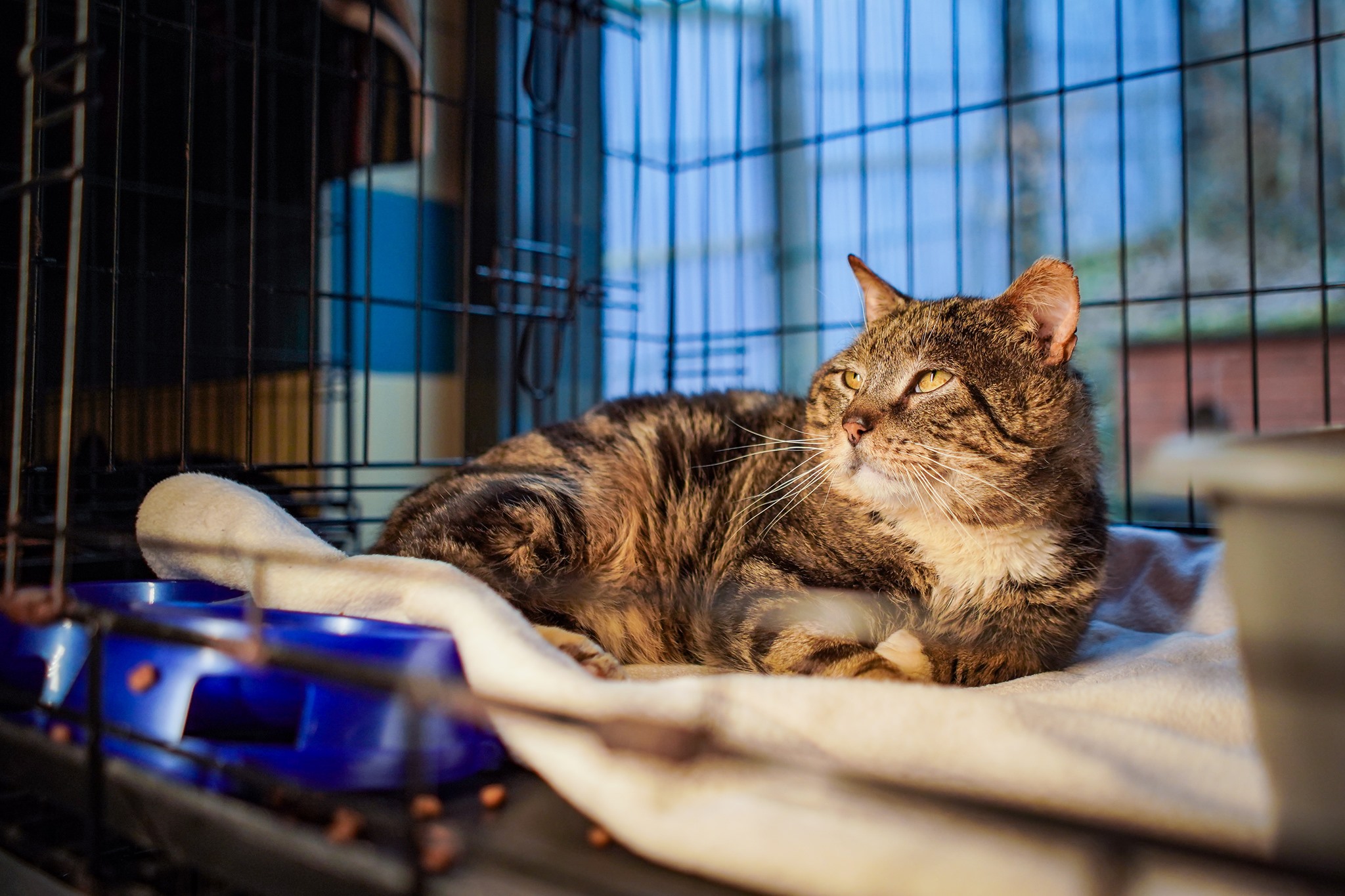 Kocur Basza. // fot. www.ciapkowo.pl