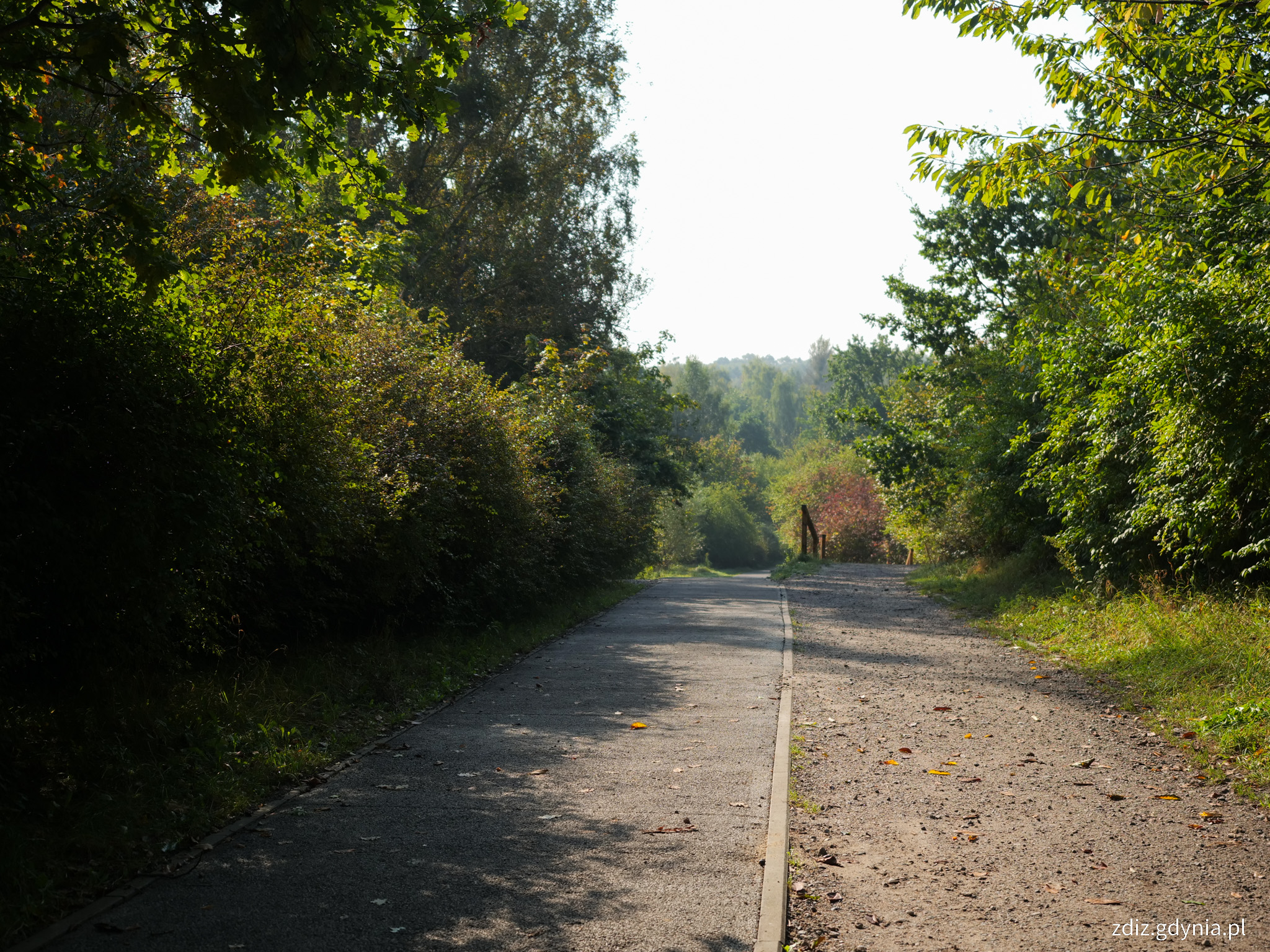 widok na ścieżkę rowerową oraz ciąg pieszy w lesie