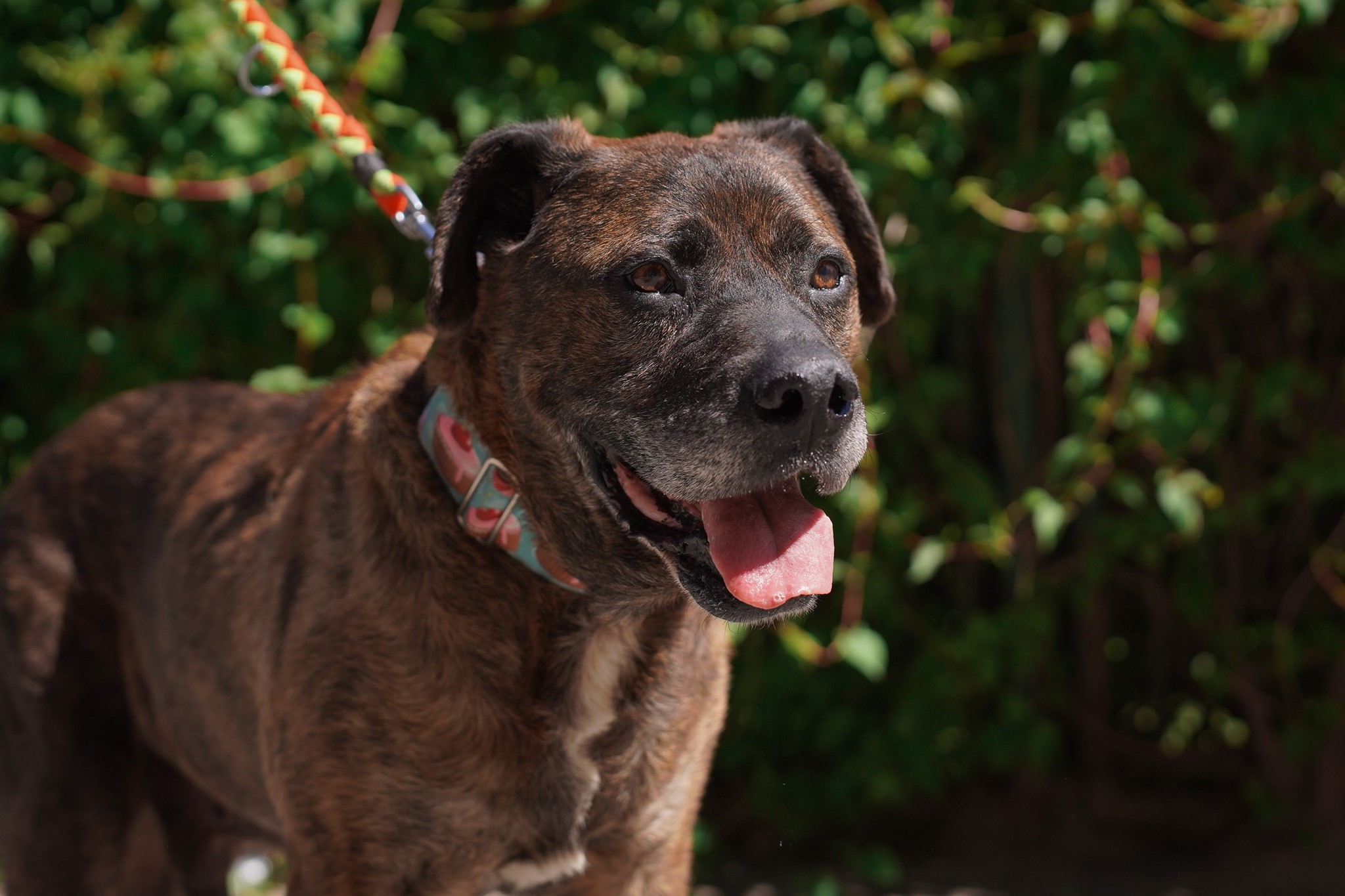 Pies Goran, fot. www.ciapkowo.pl