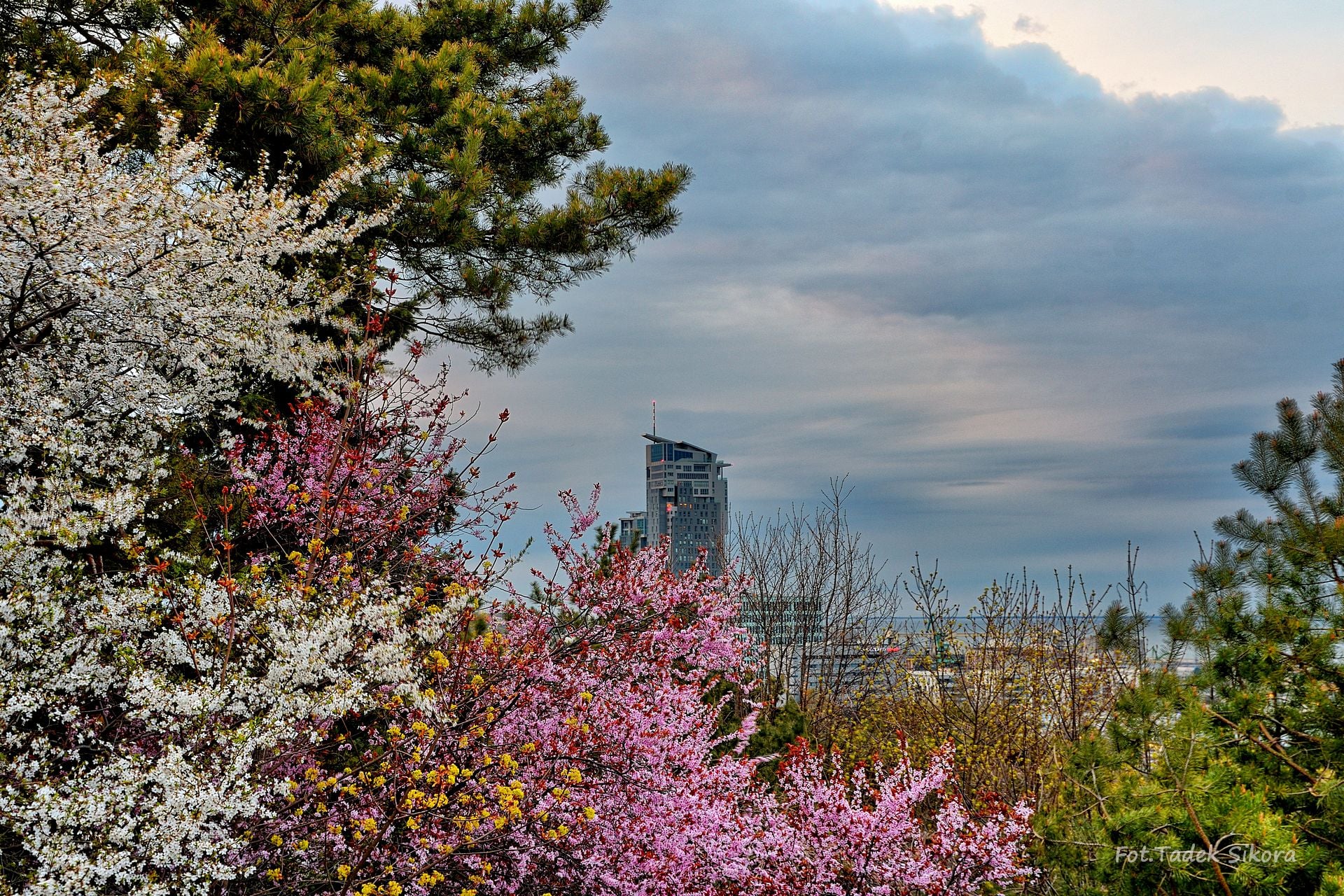 fot. Tadeusz Sikora // zdjęcie z facebookowej grupy Gdynia w obiektywie