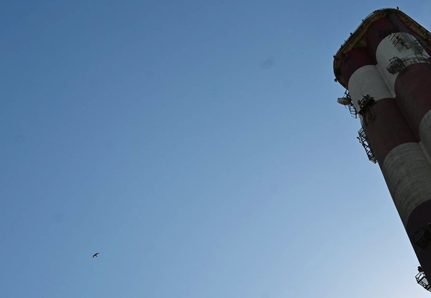 Obrączkowanie sokoł&oacute;w. Fot. Zygmunt Gołąb