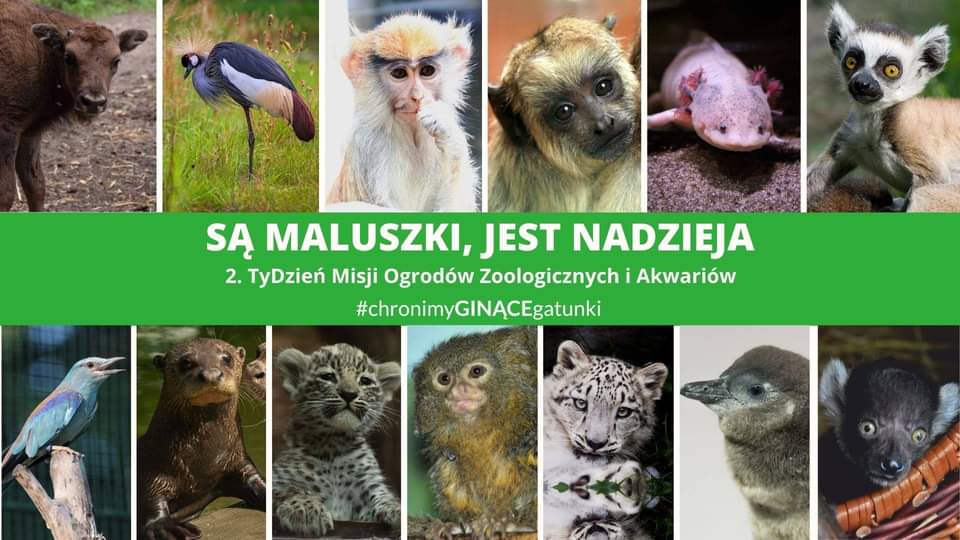 Tydzień misji ogrod&oacute;w zoologicznych