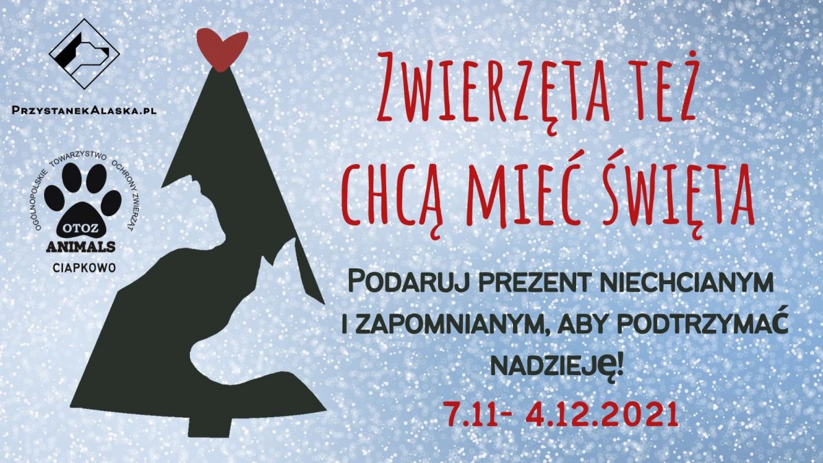 Zwierzęta też chcą mieć święta