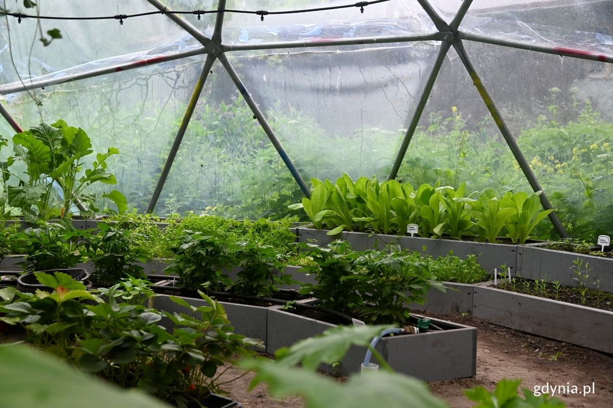HydroBaza w tuBazie. Zdjęcie zrobione wewnątrz kopuły, w kt&oacute;rej znajdują się doniczki z ziołami i warzywami.// fot. Weronika Rozbicka
