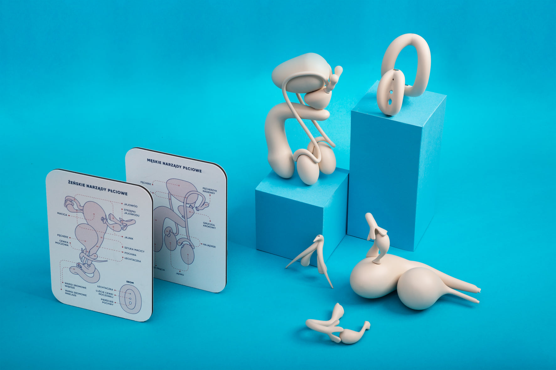 Modele żeńskich i męskich narząd&oacute;w płciowych, a obok instrukcja z informacjami. Nagroda Grand Prix w kategorii wzornictwo. Autorka: Daria Wypi&oacute;r. Projekt: &bdquo;Pokaż, gdzie masz nos, ucho, srom&rdquo; // materiały organizator&oacute;w