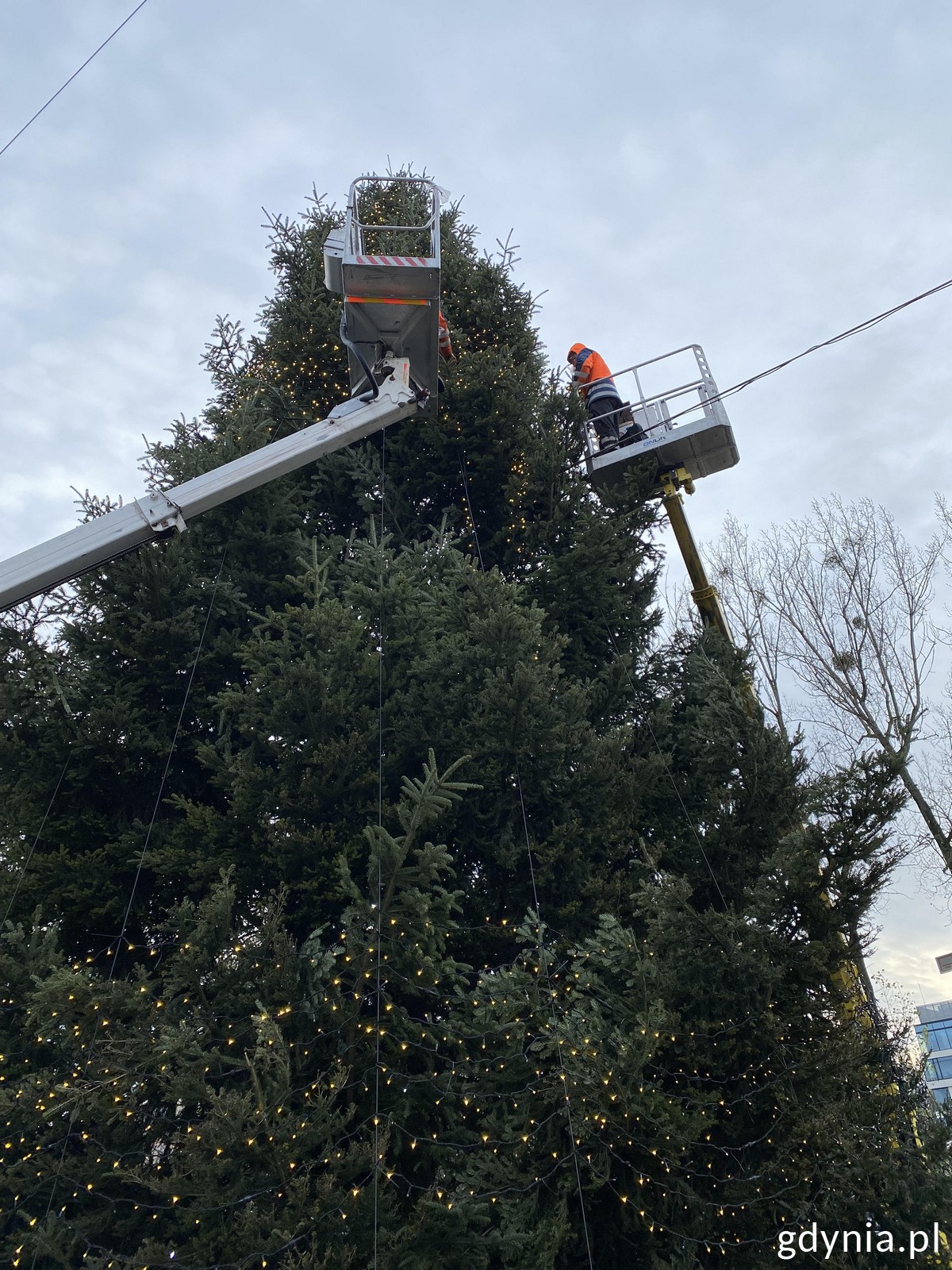 Przygotowanie świątecznej jodły przy al. Piłsudskiego, fot. Magda Śliżewska