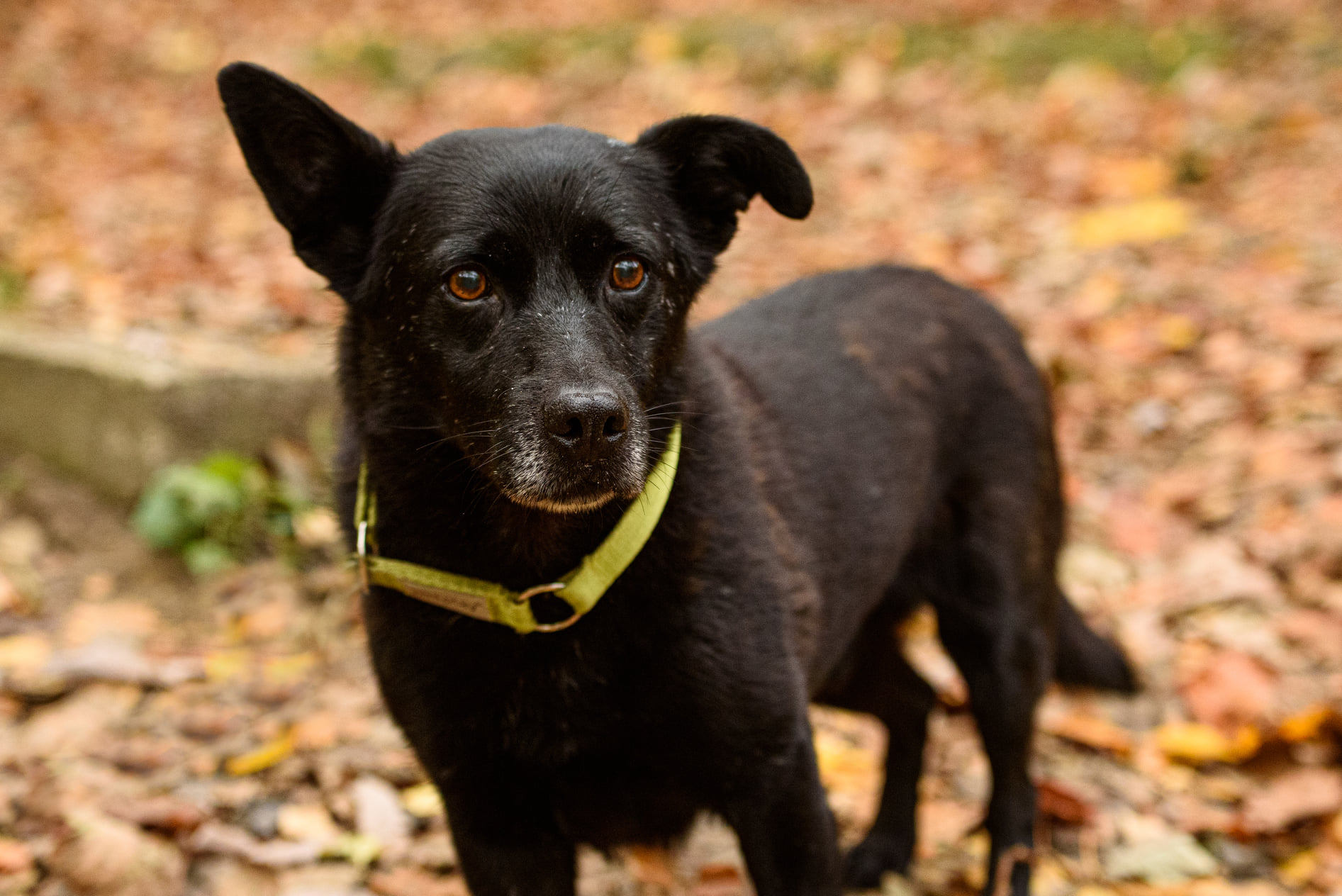 Gary przeszedł prawie 30 kilometr&oacute;w starając się wr&oacute;cić do ukochanej rodziny // fot. Stowarzyszenie Paka dla Zwierzaka (facebook.com/stowarzyszenie.paka.dla.zwierzaka)