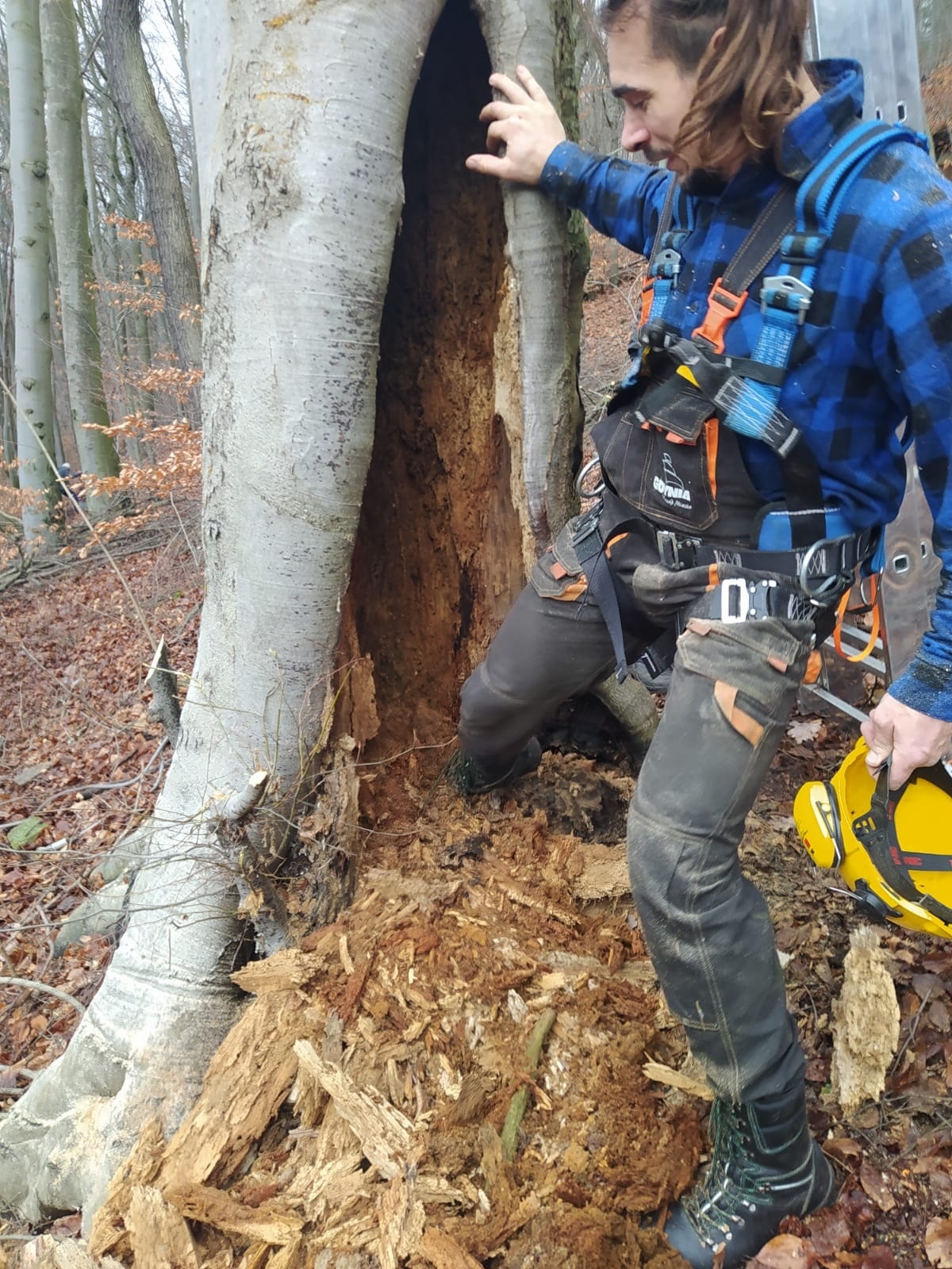 Spr&oacute;chniałe drzewo. Fot. WOM