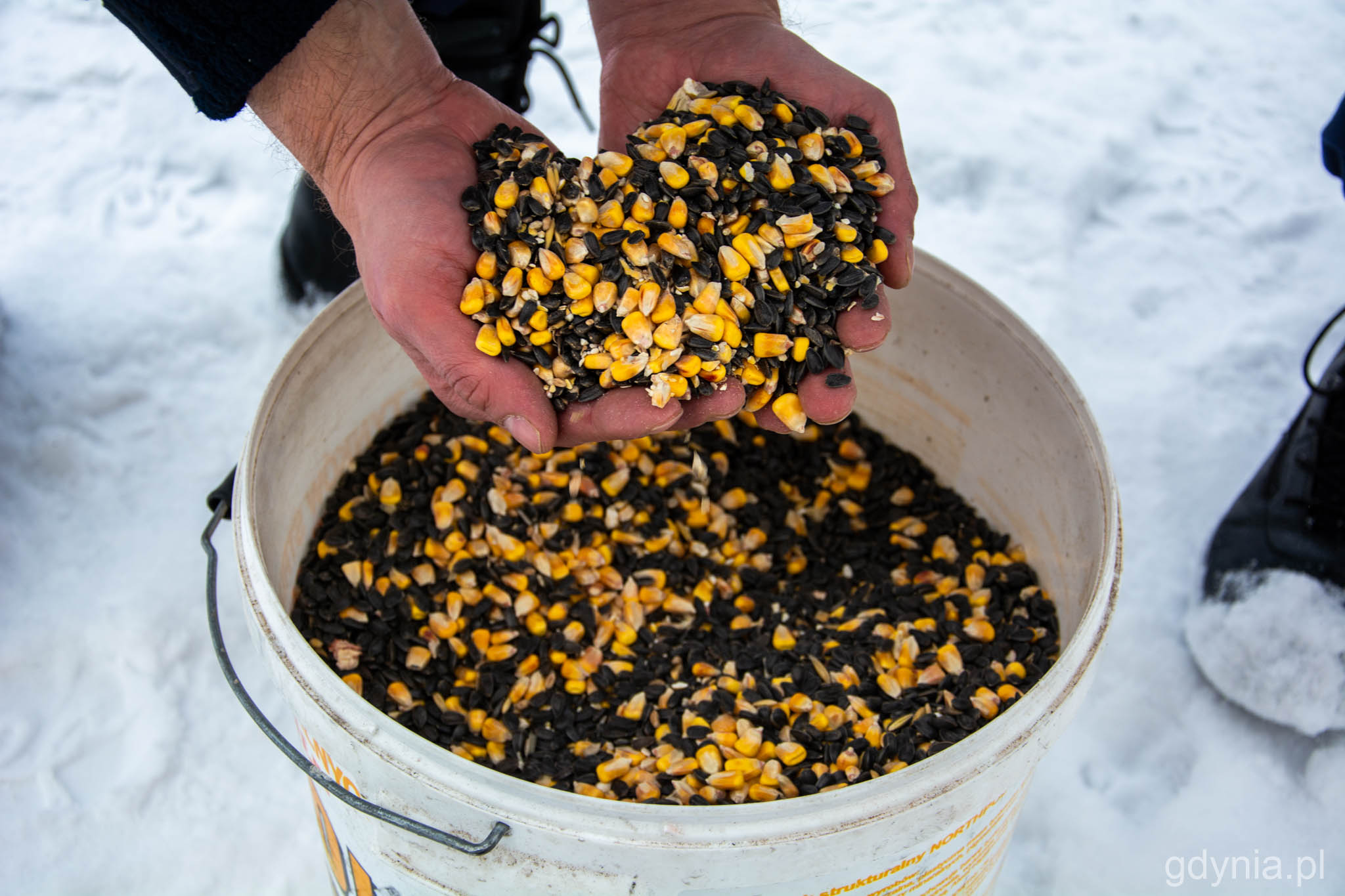 Dokarmianie ptak&oacute;w, ziarno dla ptak&oacute;w, fot. Paweł Kukla 