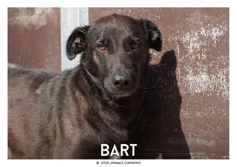 Bart poleca się do adopcji! Fot. OTOZ Animals Ciapkowo