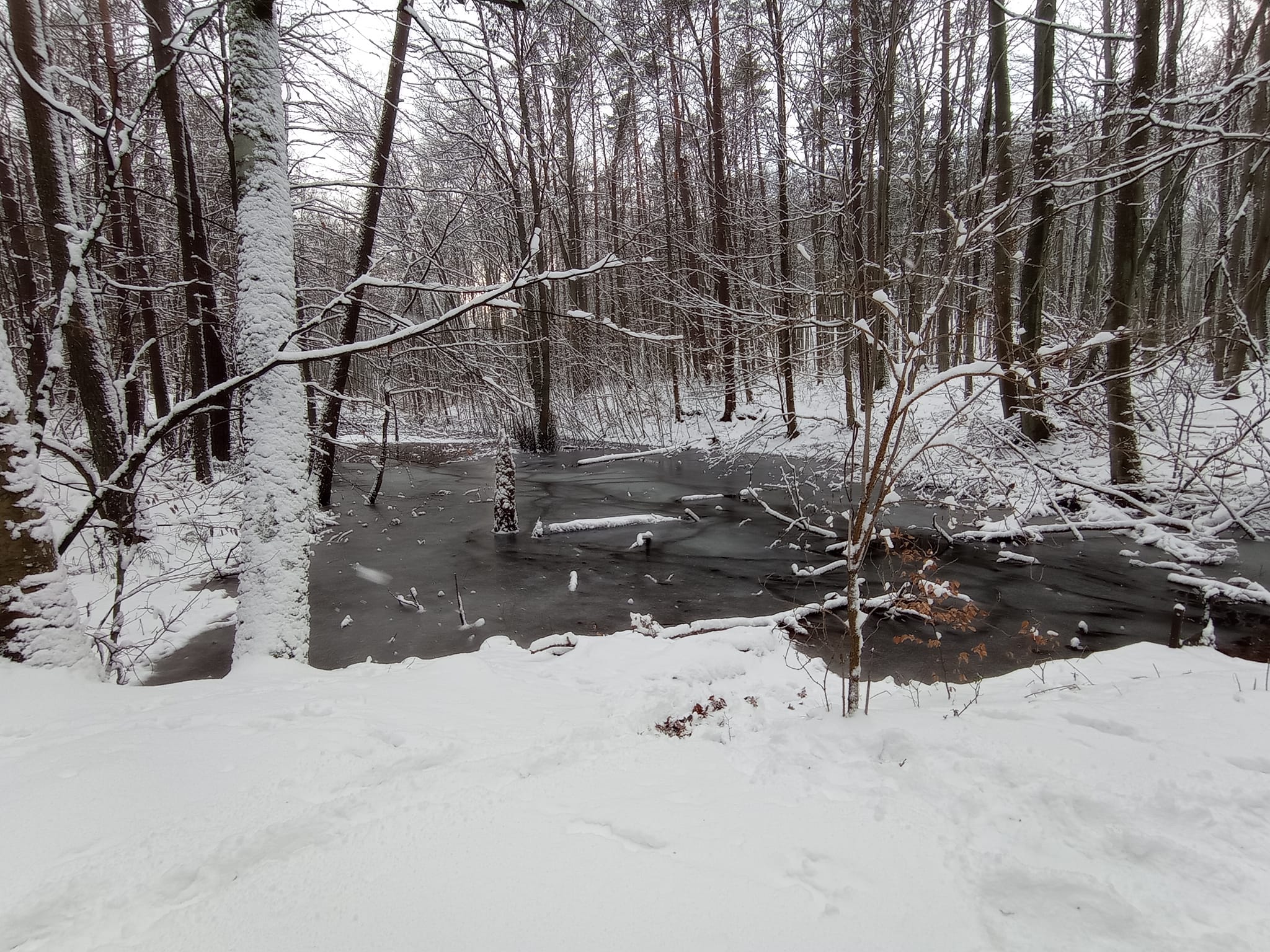 Gdyńskie lasy wchodzące w skład TPK w czasie tegorocznej zimy, fot. Marta Walkusz / z naszej facebookowej grupy &bdquo;Gdynia w obiektywie&rdquo;