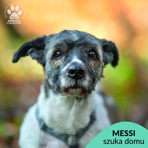 na zdjęciu biały piesek w szare łatki