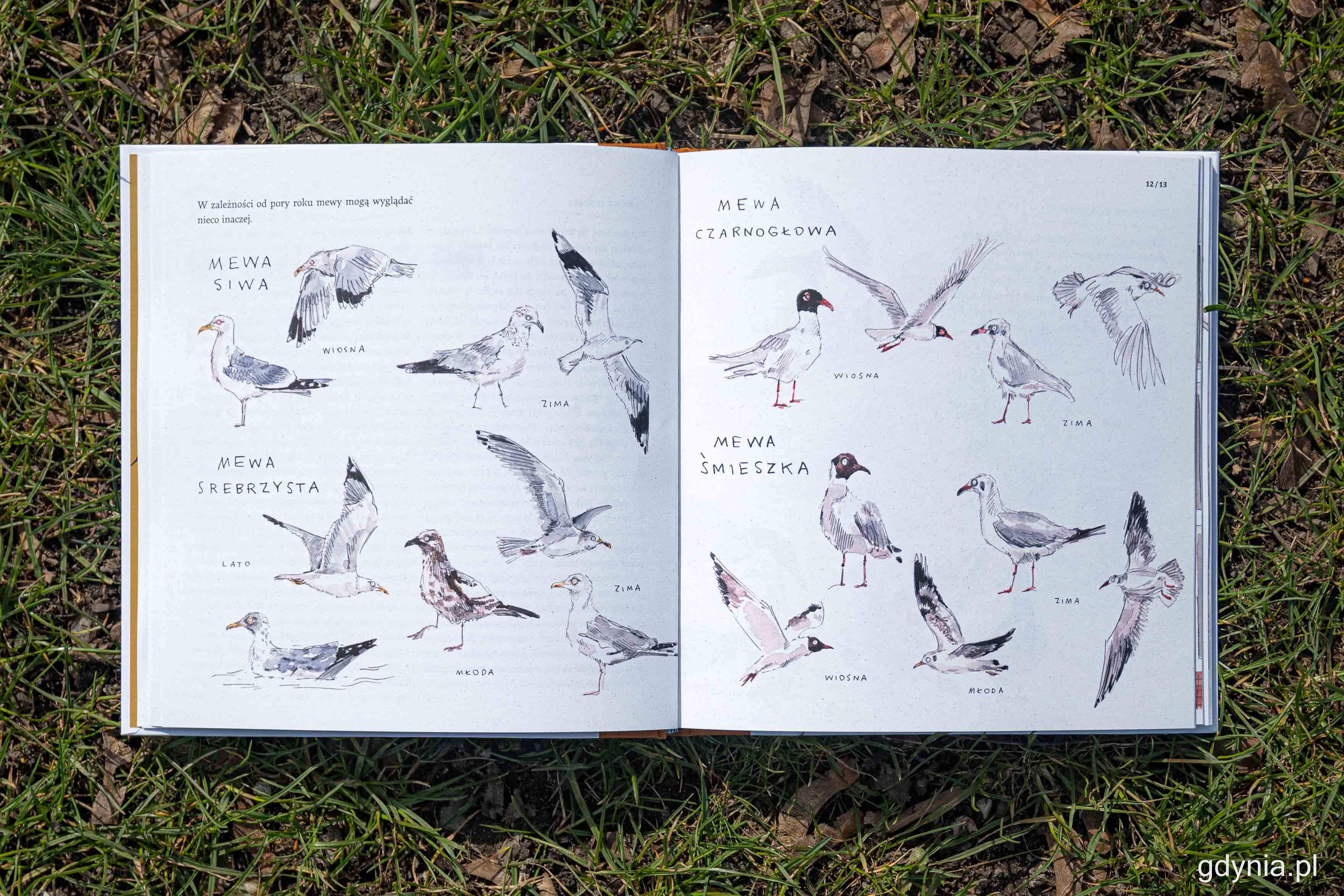 Nowa książka &bdquo;Gdynia: ptasie miasto&rdquo;, fot. Kamil Złoch