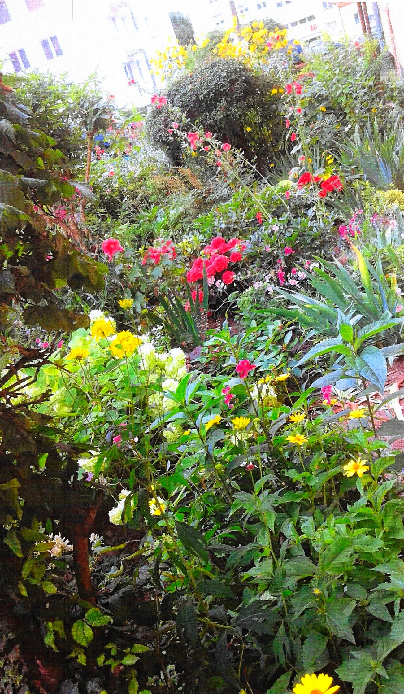 Wyr&oacute;żnienie w konkursie Gdynia w kwiatach 2019