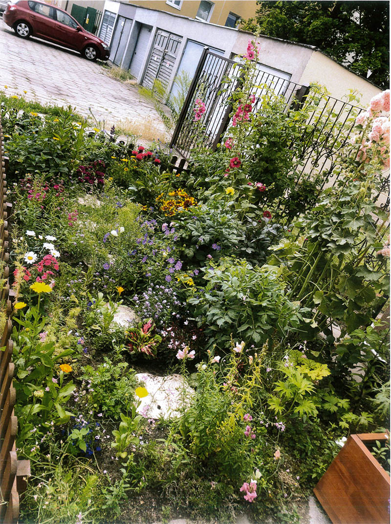 na zdjęciu ogr&oacute;d