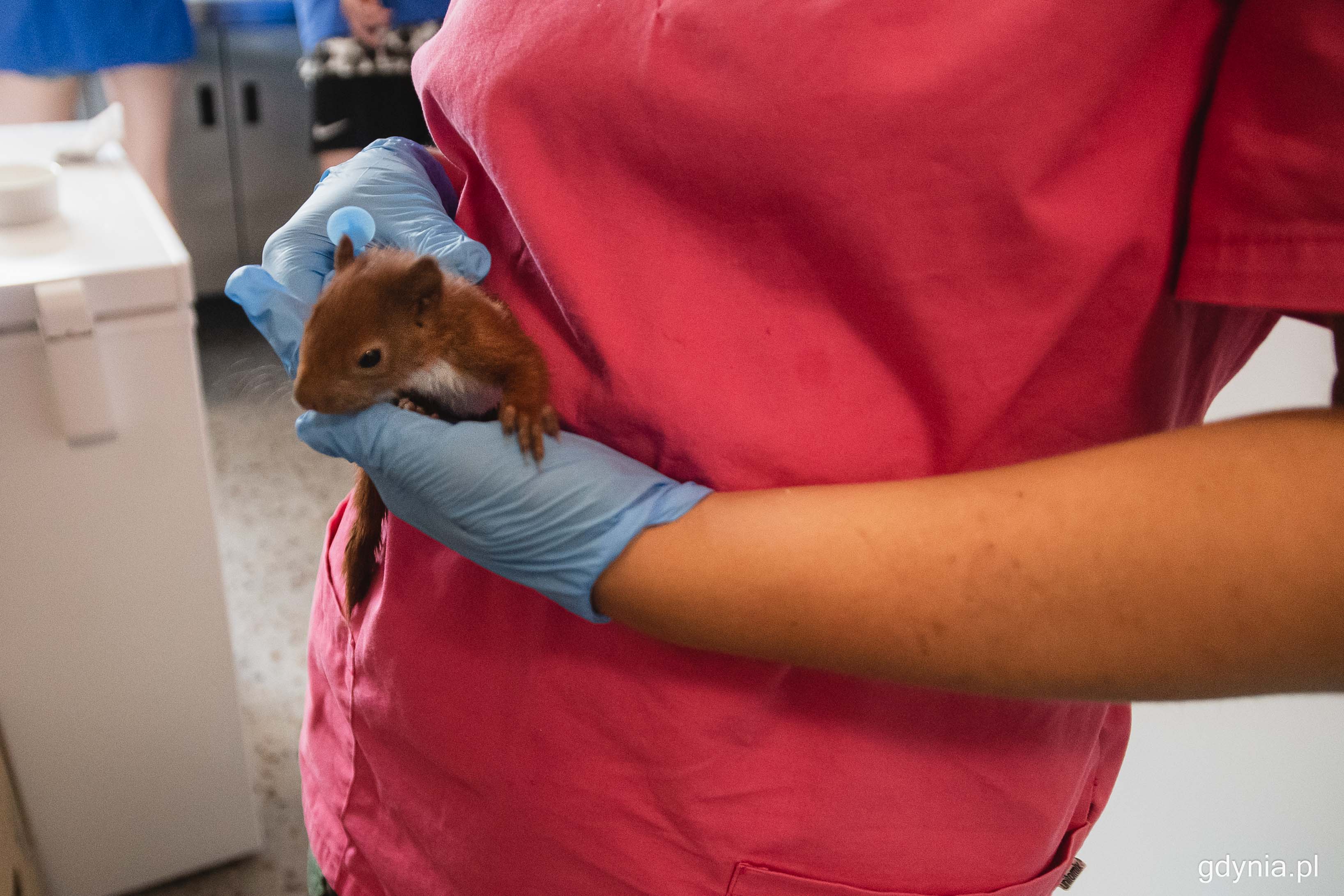 na zdjęciu weterynarz trzyma chorą wiewi&oacute;rkę