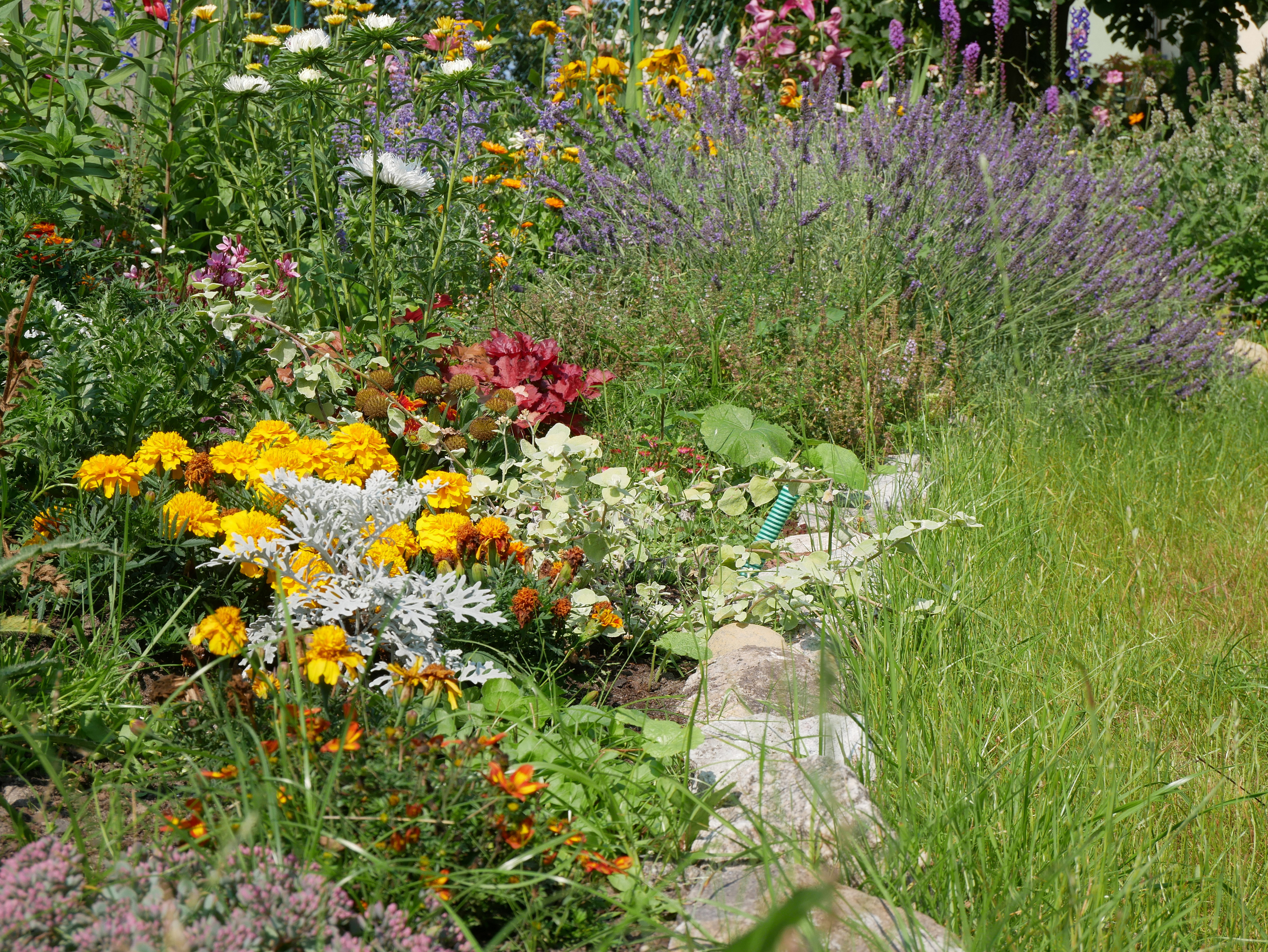 Aranżacja Elżbiety Węgorek, w kt&oacute;rej przeważają aksamitki, żurawki, lawenda i rozchodniki